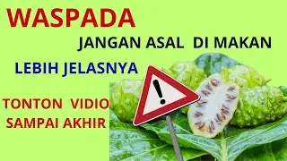 Buah Mengkudu pada Lansia &mdash; Manfaat, Risiko, dan Cara Aman Mengonsumsinya&rdquo;&rdquo;