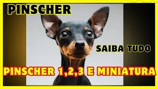 Saiba os 4 tipos de Pinscher :Pinscher 0, 1, 2, 3 ou Miniatura: quais as diferen&ccedil;as entre eles?