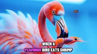 Flamingo Eat Shrimp Digest System 3D CGI