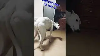 Belgian Malinois, German Shepherd, Border Collie, Greyhound. Who is faster 🏆🐕&zwj;🦺
