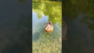 Friendly duck  🦆 #shorts #lake #duck #nature