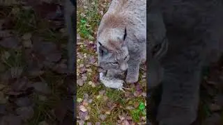 Lynx jumps for the catch 🐾Рысь прыгает за добычей 🐾#wildlife #lynx #wildcat #predator #cat