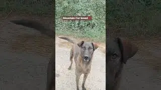 #Green Arce Vlogs mountain Cur breed dog 🐕 meet first time.subscribe  my channel for other dog breed