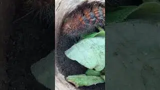 Gata peluda #animals #bichos