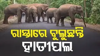 Panic grips locals after elephant herd enters human settlement in Odisha&rsquo;s Karanjia
