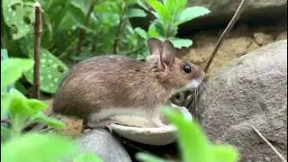 Waldmaus RWJunior Video