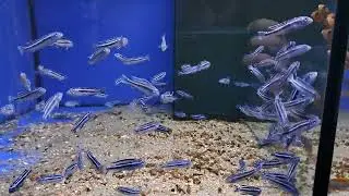 Pseudotropheus cyaneorhabdos 