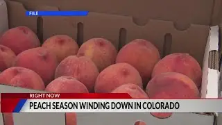 Successful season for Colorado peaches