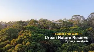 Sunset walk in an urban nature reserve | Sydney, Australia | DJI Neo Quickshots