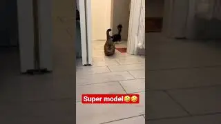 Gatto super model😻🤣 | video di gatti e animali carini😹🐈 | #gatto #shorts