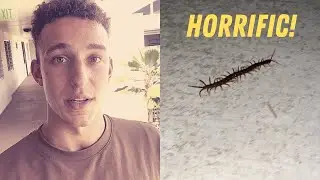 HORRIFYING CREATURE in HAWAII!!!!😱😱😱
