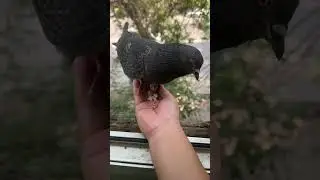 Кептерлер #кептер #shorts #reels #pigeon #paloma #piccione #Taube #Pombo #鳩 #कबूतर #kabutar #비둘기