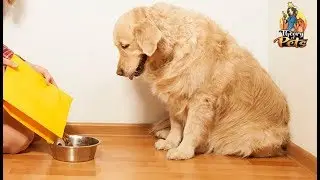 TOP #68: The 411 On Functional Ingredients in Dog Food