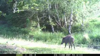 Wildlife strolling in the Bison Hillock (camera trap)