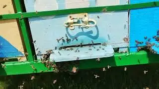 Am ajuns la stupi din pastoral+primul roi în pom,cum scap de botci metoda mea