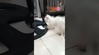 cat sksis sosuw wkw7s skeis