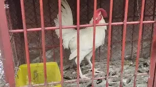 Now my white rooster is looking so big. All of my new chickens watch the full video