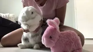Реакция Лили на то, что я глажу другого кролика 🐰!