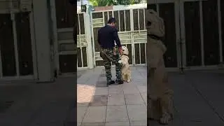 golden retriever Training #episode #470 #goldenretreiver #dogtraining #shorts