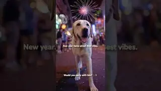 everyone's new favorite dog in bui vien walking street