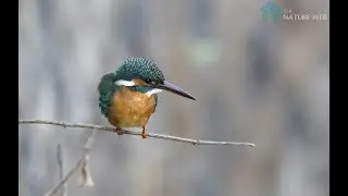 Common Kingfisher | Nature Web