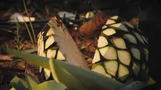 TEQUILA TEZCAZUL