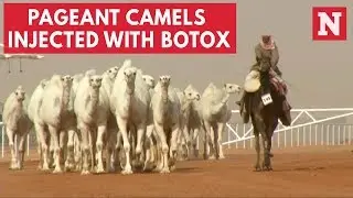 12 Camels Disqualified From Beauty Contest For Receiving Botox Injections