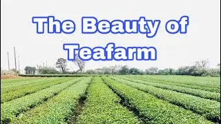 The Beauty of Teafarm ｜#AhunanSaTeafarm