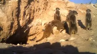 More Wes Kus Meerkats