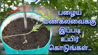 பழைய மண்கலவைக்கு இப்படி உயிர் கொடுங்கள் | Old Poting Mix | Tomato 🍅 | Terrace Gardening 