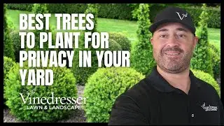 Best Trees to Plant for Privacy in Your Yard