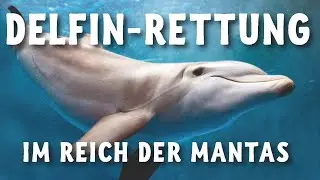 Delfinrettung im Reich der Mantas, gefilmt von Martina Wing