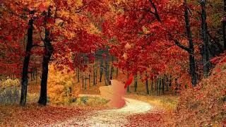 Autumn Ambiance Displaying Brilliant Fall Colors with Relaxing Music