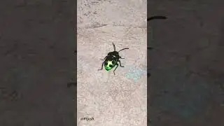 #let beat the speed of this insect #insects  #insectlover #bhairavaanthem #kalki # photography