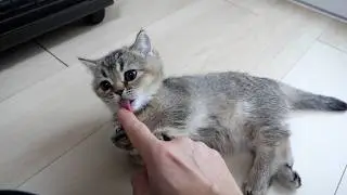 Here’s a kitten that just woke up and is feeling extra affectionate…