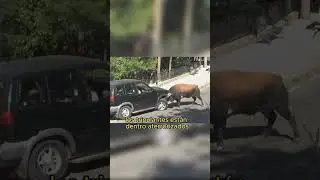 &iexcl;Toro Bravo Destroza Auto! #shortsviral #espeluznante #animales