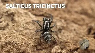 Salticus tricinctus (C. L. Koch, 1846)