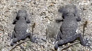 Aussie photographer captures gecko's 'rarely documented' behaviour | Yahoo Australia