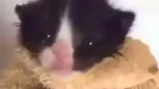 Angry Asian man yells at kitten meme (Chinese man yelling at cat meme)