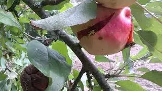 Et hvepsebo