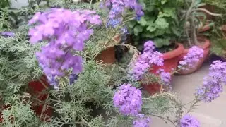 Summer Verbena- Best flowering plant with minimum care