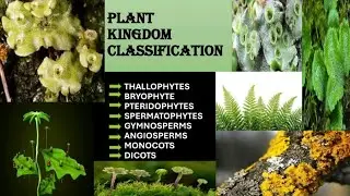 # Plant Kingdom Made Easy! | Class 9&ndash;12 Students Must Watch 🌱