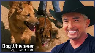 Cesar Millan Helps Terrified Dogs Conquer Biggest Fear | S5 EP10 Full Episode | Dog Whisperer
