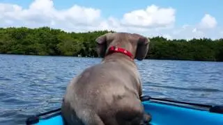 Dog jumps after dolphin from kayak