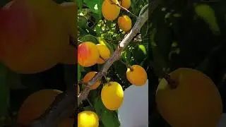 Yat ma ki lwongo ni Rock Sugar Crispy Jujube Tree Saplings #Extra Large Rock Sugar Crispy Jujube