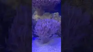 #xenia #frag #coral #marinelife #saltwater #aquarium #beautiful