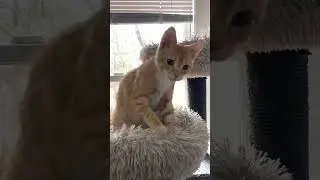 St Louis Pet Rescue Fundraiser - Bake Sale Petco To Help Rescue Cats & Kittens