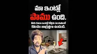 మా ఇంట్లో పాము వచ్చింది 😱 కోళ్లను పెంచేవాళ్లు జాగ్రత్త!l #natukodi #poultryfarm #chickenfarming