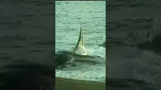 orca's attack sea lion #oceanhunters #killerwhales