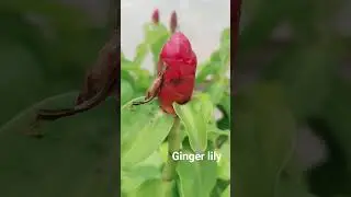 Natural shampoo #ginger #lily #shampoonatural #flowertypes #shorts